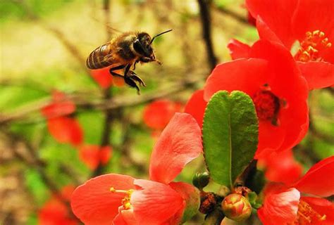 蜜蜂在家筑巢怎么办|蜜蜂在家里筑巢该怎么办？